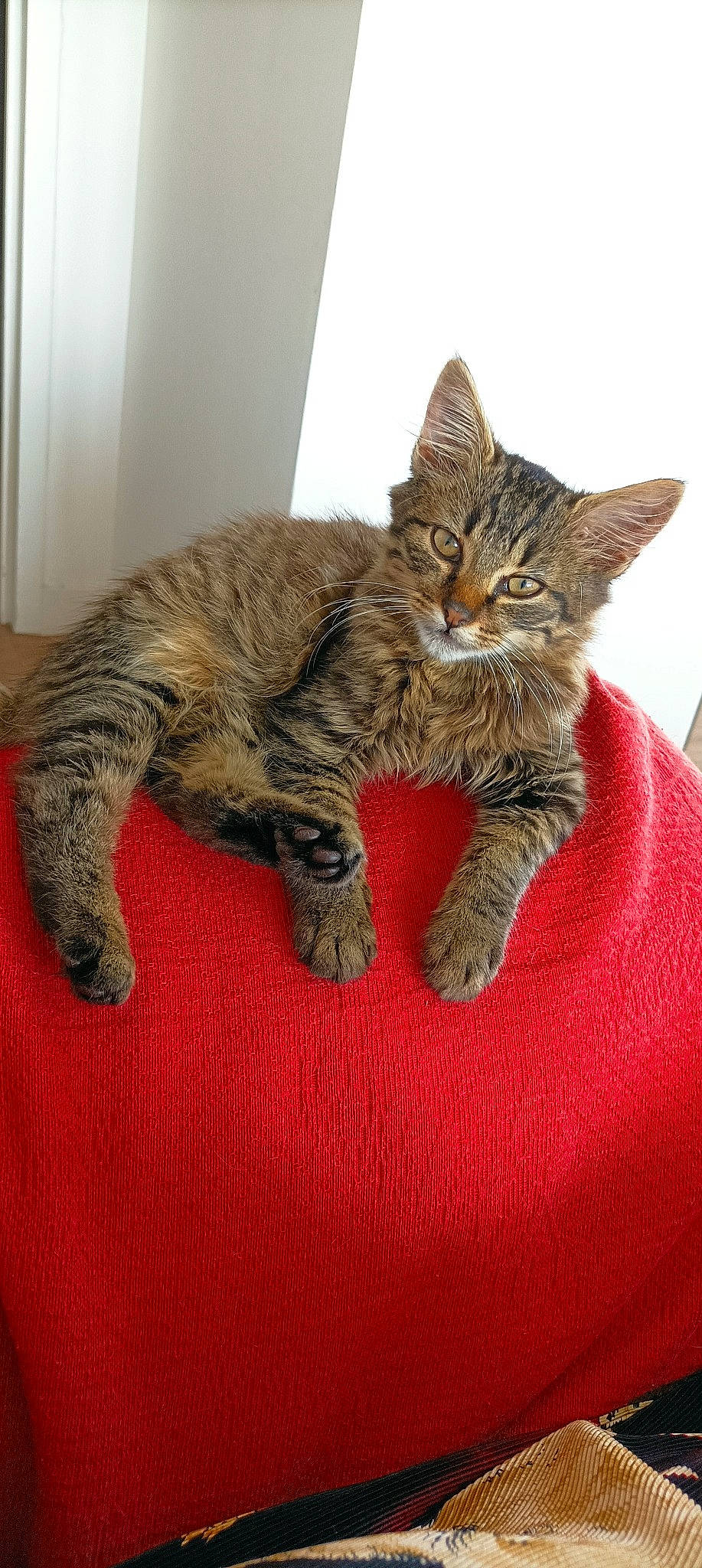 Frippon participe au concours pour gagner de l'argent avec cette photo : carnivore, cat, claw, comfort, domestic_short_haired_cat, fawn, felidae, fur, paw, sitting, small_to_medium_sized_cats, snout, tail, terrestrial_animal, whiskers, wood