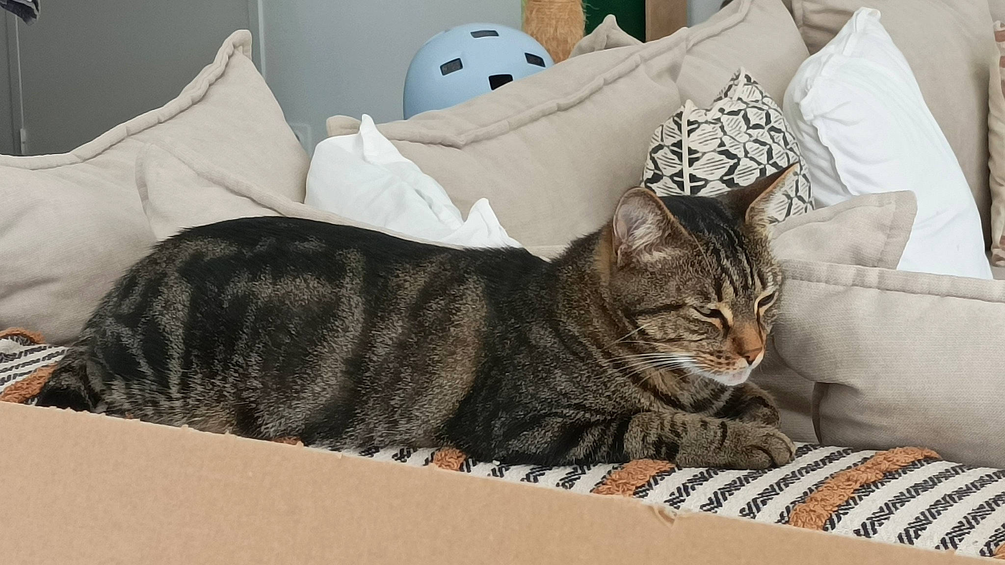 Cachou participe au concours pour gagner de l'argent avec cette photo : bed, bed_sheet, bedding, bedroom, carnivore, cat, comfort, domestic_short_haired_cat, felidae, fur, grey, linens, pattern, pillow, small_to_medium_sized_cats, tail, throw_pillow, tree, vertebrate, whiskers