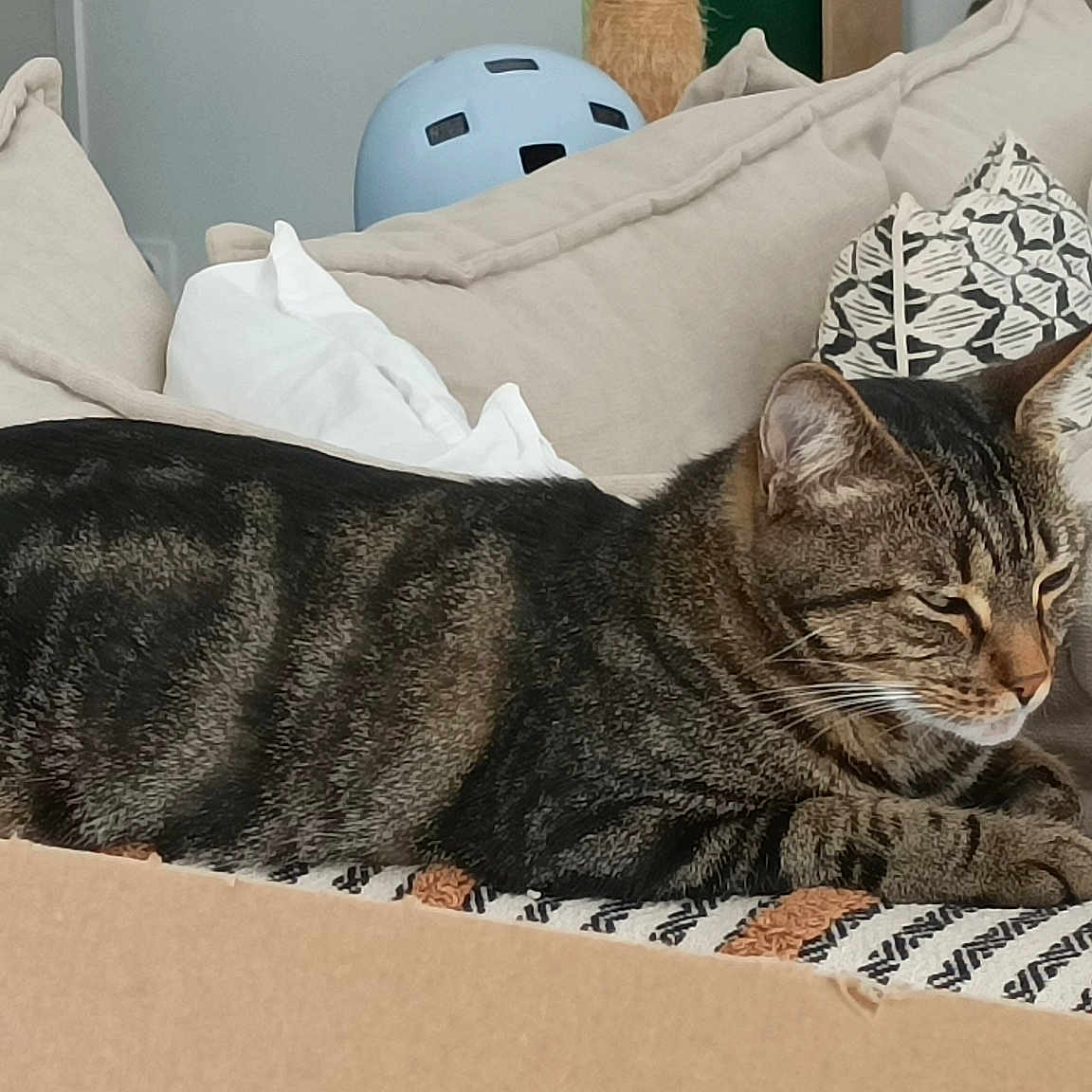 Cachou