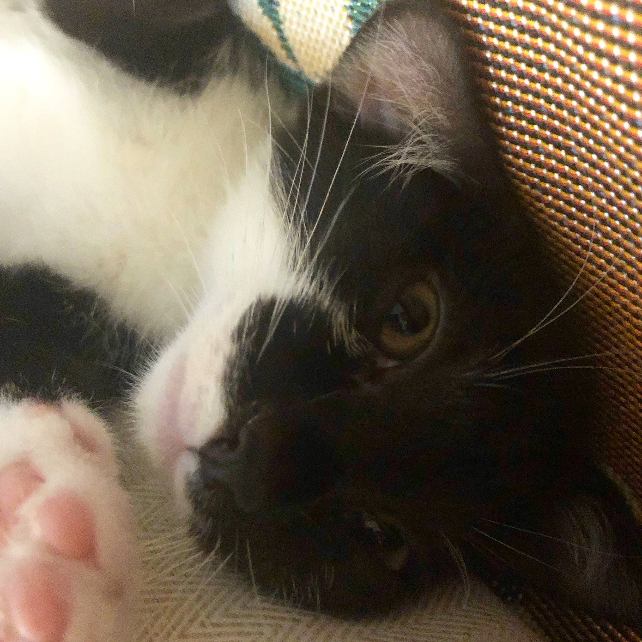 Nietzsche a rejoint le concours — aidez-le/la à gagner de superbes lots ! carnivore, cat, claw, comfort, domestic_short_haired_cat, ear, eyelash, felidae, fur, nap, nose, paw, sleep, small_to_medium_sized_cats, tail, terrestrial_animal, whiskers