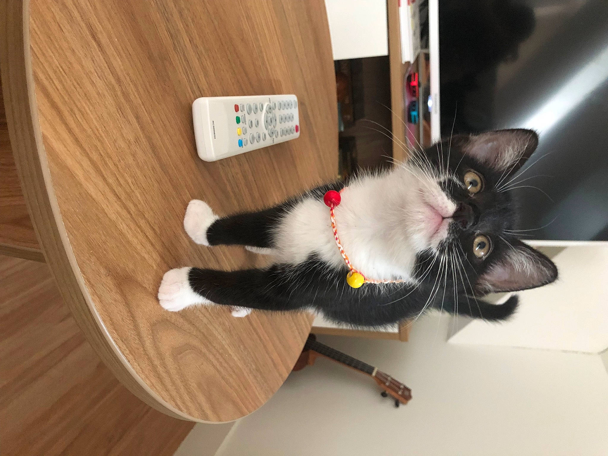 Nietzsche a rejoint le concours — aidez-le/la à gagner de superbes lots ! black_cat, carnivore, cat, collar, comfort, domestic_short_haired_cat, felidae, flooring, fur, hardwood, laminate_flooring, plywood, room, small_to_medium_sized_cats, tail, varnish, whiskers, wood, wood_flooring, wood_stain