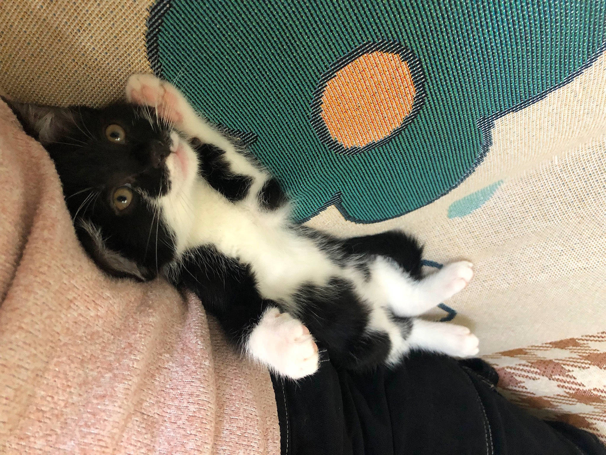 Nietzsche participe au concours pour gagner de l'argent avec cette photo : carnivore, cat, claw, comfort, domestic_short_haired_cat, eye, felidae, flooring, foot, fur, gesture, human_leg, nail, pattern, paw, small_to_medium_sized_cats, snout, tail, tints_and_shades, whiskers