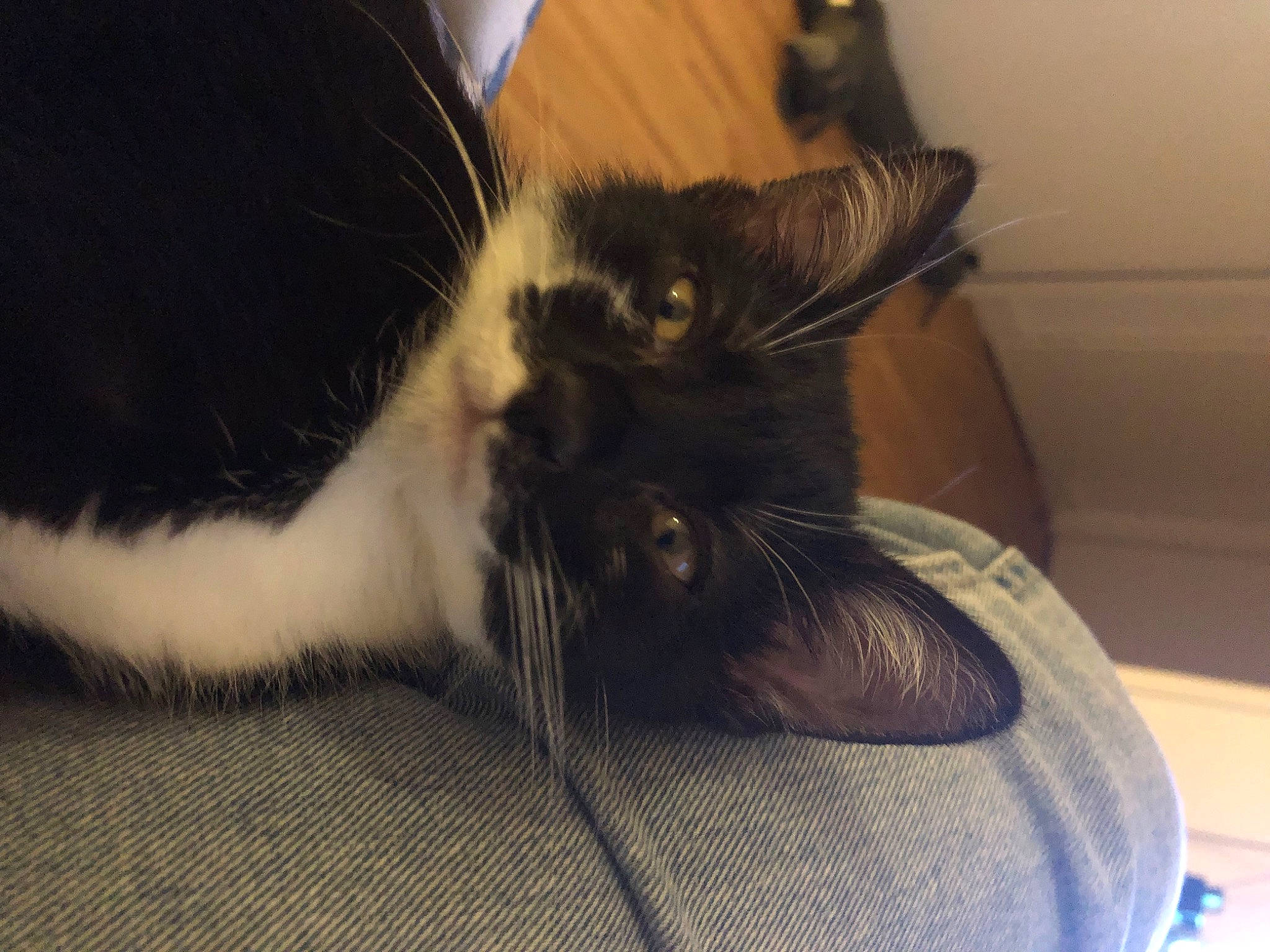 Nietzsche participe au concours pour gagner de l'argent avec cette photo : black_cat, carnivore, cat, claw, comfort, domestic_short_haired_cat, ear, felidae, flooring, foot, fur, hardwood, human_leg, lap, paw, sitting, small_to_medium_sized_cats, tail, whiskers