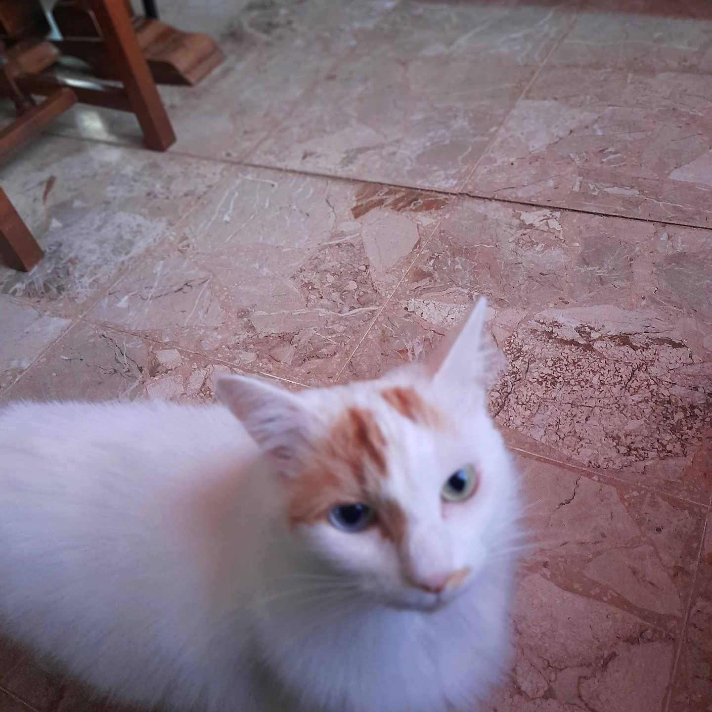 Maya
