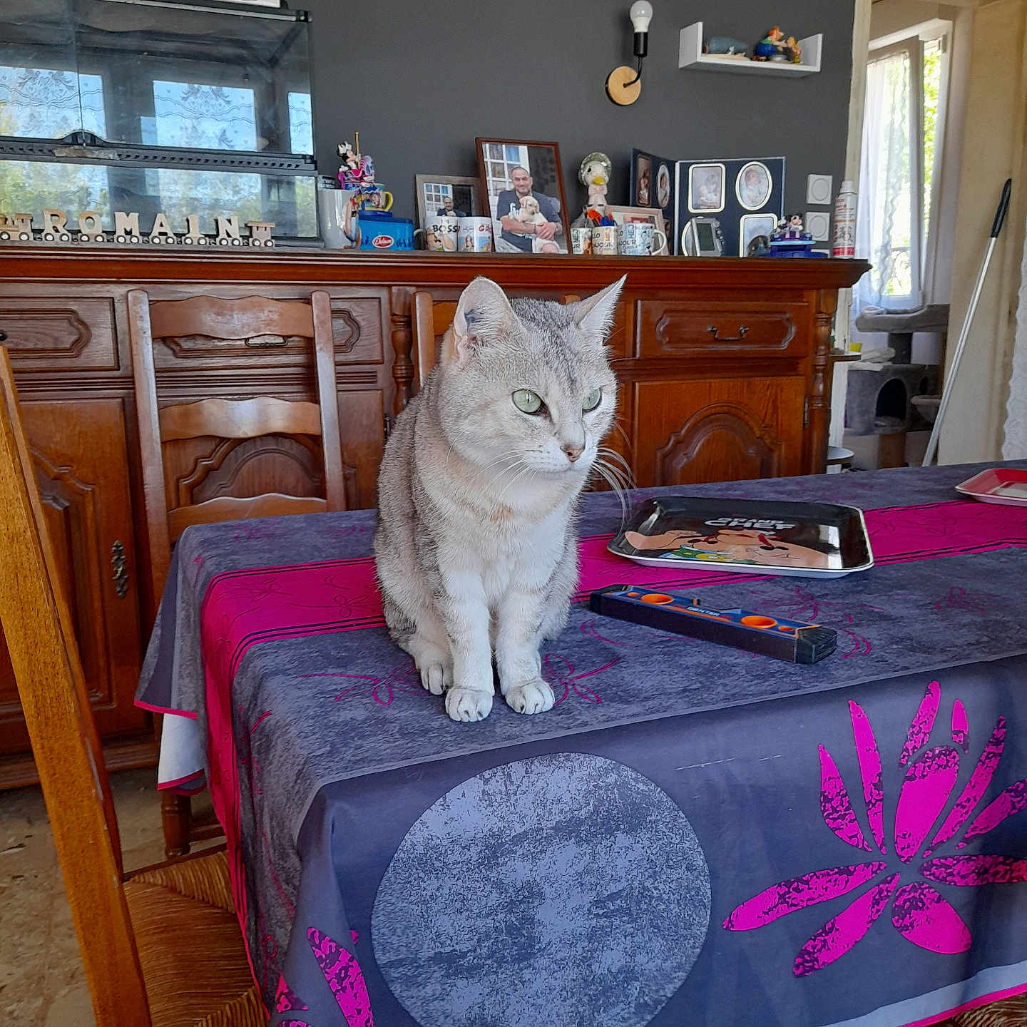 Iris participe au concours pour gagner de l'argent avec cette photo : cat, tabby_cat, table, tablecloth, chair, wooden_furniture, shelf, mug, photograph, figurine, room, indoor, window, light, decor, floor, gray_cat, pet, feline, curious