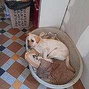 Utopia participe au concours pour gagner de l'argent avec cette photo : dog, pet_bed, blanket, floor, tile_floor, kitchen, trash_bin, cabinet, indoor, resting, animal, canine, brown, white, sleepy, cozy, home, comfort, household, domestic