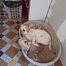 animal, blanket, brown, cabinet, canine, comfort, cozy, dog, domestic, floor, home, household, indoor, kitchen, pet_bed, resting, sleepy, tile_floor, trash_bin, white