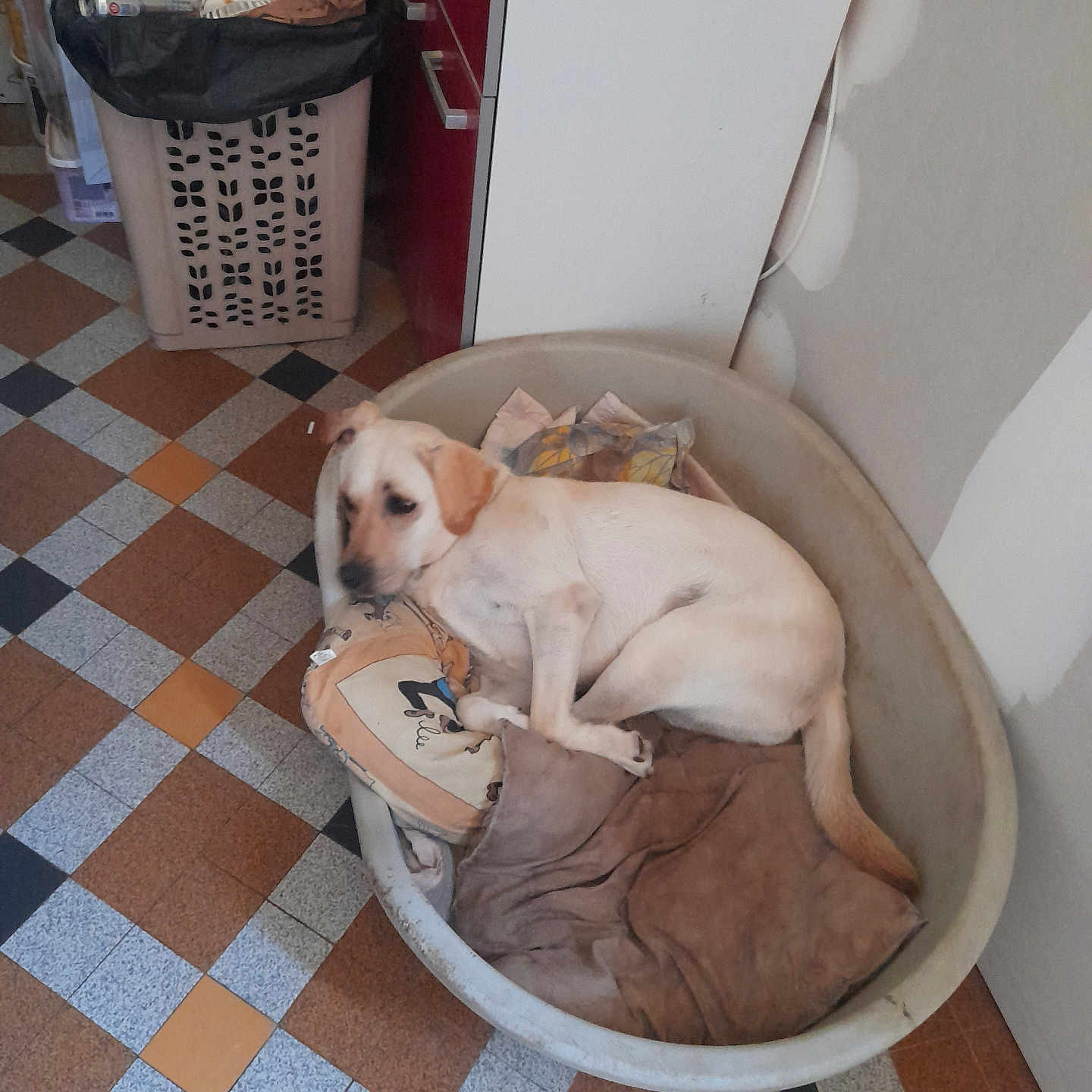 Utopia participe au concours pour gagner de l'argent avec cette photo : dog, pet_bed, blanket, floor, tile_floor, kitchen, trash_bin, cabinet, indoor, resting, animal, canine, brown, white, sleepy, cozy, home, comfort, household, domestic