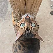 Cheeto joined the competition — help win amazing prizes! cat, blue_eyes, spotted_fur, wooden_post, concrete_floor, whiskers, pet, animal, curious, looking_up, feline, domestic_cat, outdoor, close_up, mammal, cute, fur_pattern, small_animal, nature, companion