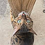cat, blue_eyes, spotted_fur, wooden_post, concrete_floor, whiskers, pet, animal, curious, looking_up, feline, domestic_cat, outdoor, close_up, mammal, cute, fur_pattern, small_animal, nature, companion