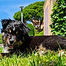 puppy, dog, grass, outdoor, sunny, greenery, car, house, ivy, tree, cute, tongue_out, fur, pet, nature, daytime, animal, young, playful, relaxed