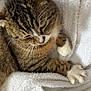 Shy a rejoint le concours — aidez-le/la à gagner de superbes lots ! animal, blanket, cat, closeup, cozy, cute, domestic, feline, fur, indoor, paws, pet, relaxed, resting, sleepy, soft, tabby, texture, whiskers, white_paws