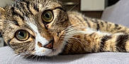 Shy participe au concours pour gagner de l'argent avec cette photo : animal, cat, close_up, curious, cute, domestic_animal, face, feline, fur, green_eyes, indoor, lying_down, mammal, nose, pet, portrait, relaxed, soft_surface, tabby, whiskers