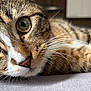 animal, cat, close_up, curious, cute, domestic_animal, face, feline, fur, green_eyes, indoor, lying_down, mammal, nose, pet, portrait, relaxed, soft_surface, tabby, whiskers