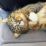 Shy a rejoint le concours — aidez-le/la à gagner de superbes lots ! animal, cat, closeup, companion, couch, cozy, cute, domestic, fabric, feline, fur, indoor, paw, pet, relaxed, resting, sleepy, striped, tabby, whiskers