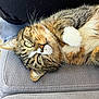 animal, cat, closeup, companion, couch, cozy, cute, domestic, fabric, feline, fur, indoor, paw, pet, relaxed, resting, sleepy, striped, tabby, whiskers