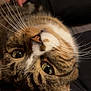 Shy participe au concours pour gagner de l'argent avec cette photo : animal, arm, cat, close_up, companion, cute, domestic_cat, eyes, feline, friendly, fur, hand, indoor, person, pet, relaxed, tabby, touch, upside_down, whiskers