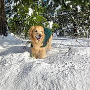 Topper joined the competition — help win amazing prizes! animal, canine, cold, daytime, dog, forest, fur, golden_retriever, green_coat, happy, nature, outdoor, park, pet, smiling, snow, snowy, sunlight, trees, winter