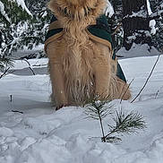 Topper is registered to the contest to win money with this photo: dog, golden_retriever, snow, winter, forest, pine_tree, tree, outdoor, animal, pet, canine, fur, nature, cold, jacket, sitting, snow_covered, winter_clothing, landscape, calm