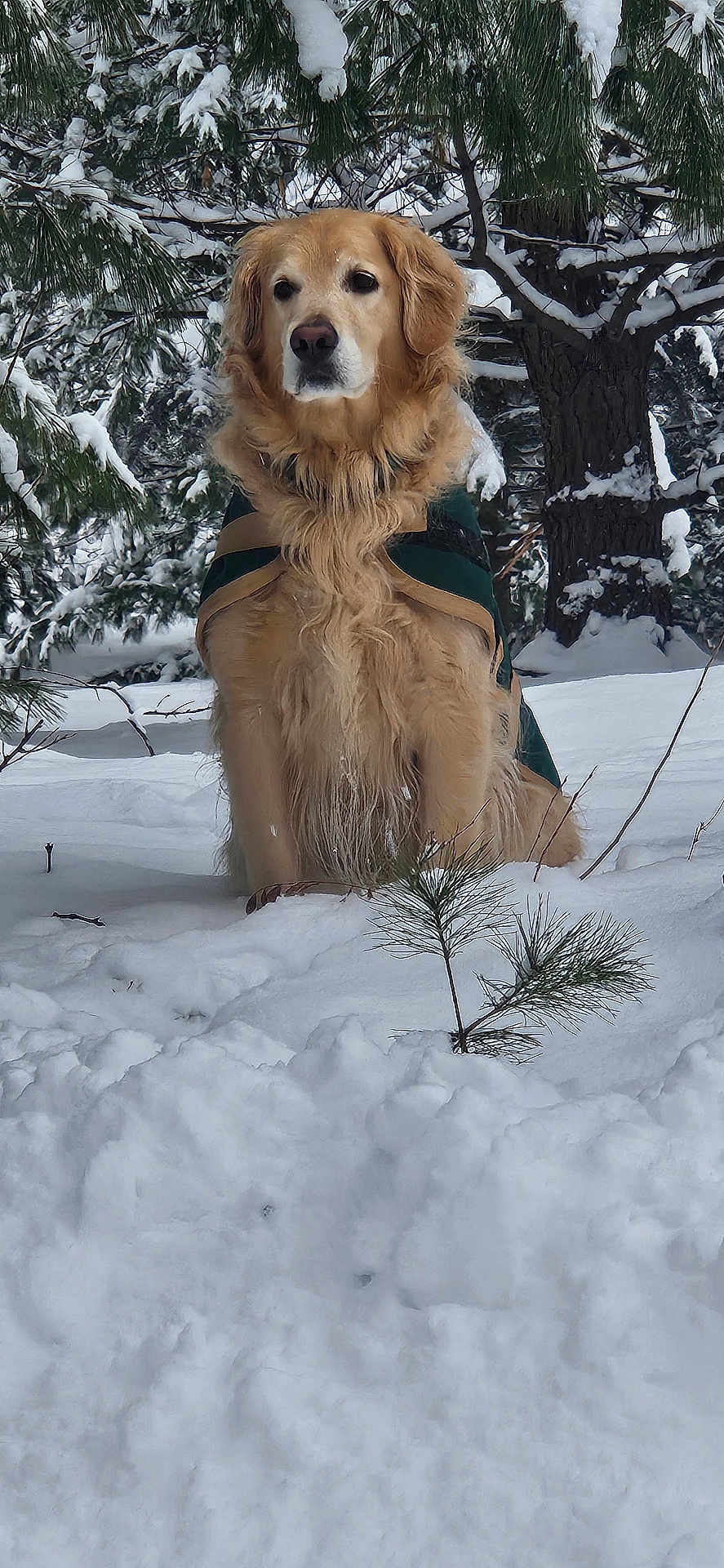 Topper is registered to the contest to win money with this photo: dog, golden_retriever, snow, winter, forest, pine_tree, tree, outdoor, animal, pet, canine, fur, nature, cold, jacket, sitting, snow_covered, winter_clothing, landscape, calm