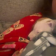 Coco is registered to the contest to win money with this photo: dog, puppy, blanket, red_blanket, gray_blanket, teddy_print, hearts_pattern, couch, sofa, sleeping, nap, cozy, indoor, pet, fur, snout, resting, human_partial, closeup, home_interior