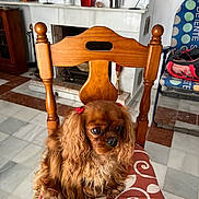 Uguette participe au concours pour gagner de l'argent avec cette photo : dog, chair, indoor, pet, brown_fur, curly_fur, red_bows, cushion, fireplace, plant, home_decor, wooden_chair, floor_tiles, window_light, cozy, furniture, small_dog, companion, cute, domestic