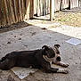Brutus joined the competition — help win amazing prizes! dog, pitbull, pet, lying_down, napping, backyard, porch, concrete, fence, sunlight, shadow, relaxed, paw, snout, ears, white_markings, animal, mammal, outdoor, companion