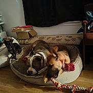 Brutus joined the competition — help win amazing prizes! dog, dogs, small_dog, pitbull, german_shepherd, dog_bed, rope_toy, chewing, sleeping, living_room, hardwood_floor, curtain, cardboard_box, pet, indoor, cozy, furniture, floor, black_dog, bedroom