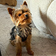 Vico a rejoint le concours — aidez-le/la à gagner de superbes lots ! animal, attentive, black, brown, carpet, chair, companion, cozy, curious, cute, dog, ears, floor, fur, harness, indoor, pet, small_dog, wooden_decor, yorkshire_terrier