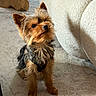 animal, attentive, black, brown, carpet, chair, companion, cozy, curious, cute, dog, ears, floor, fur, harness, indoor, pet, small_dog, wooden_decor, yorkshire_terrier