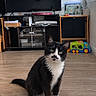 Hercule participe au concours pour gagner de l'argent avec cette photo : cat, tuxedo_cat, black_and_white, pet, animal, sitting, floor, indoors, living_room, television, aquarium, fish_tank, toy_vehicle, furniture, electronics, wood_floor, whiskers, green_eyes, portrait, home