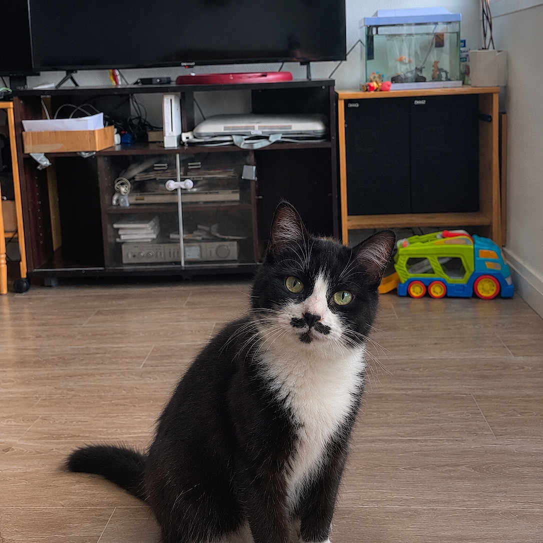 Hercule