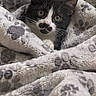 Hercule a rejoint le concours — aidez-le/la à gagner de superbes lots ! kitten, cat, black_and_white, pet, animal, cute, cozy, blanket, paw_print, indoors, portrait, close_up, green_eyes, whiskers, ears, fur, snuggled, resting, soft, adorable