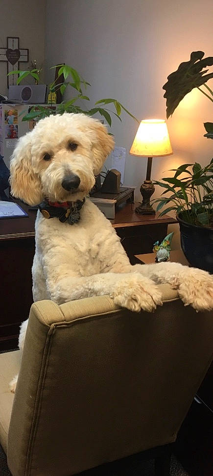 Beaux joined the competition — help win amazing prizes! carnivore, chair, comfort, companion_dog, dog, dog_breed, fur, houseplant, labradoodle, lamp, lampshade, maltepoo, plant, poodle, room, small_terrier, snout, terrier, toy_dog, water_dog
