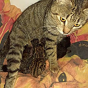 Grisouille participe au concours pour gagner de l'argent avec cette photo : cat, kitten, tabby_cat, newborn, animal, pet, mammal, feline, fur, whiskers, mother_cat, baby_kittens, striped, closeup, indoor, blanket, resting, cute, domestic_animal, family