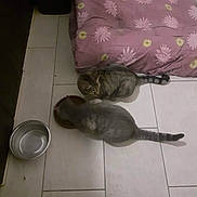 Perle participe au concours pour gagner de l'argent avec cette photo : animal, cat, cats, cushion, domestic, eating, feeding, floor, food_bowl, gray_cat, indoor, mammal, night, pet, pink, quiet, striped, tabby_cat, tail, tile_floor