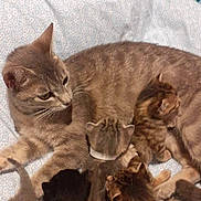 Perle participe au concours pour gagner de l'argent avec cette photo : cat, kitten, mother_cat, nursing, bed, blanket, indoor, animal, pet, feline, sleeping, resting, cute, fur, tabby, multiple_kittens, young, cozy, domestic, comfort