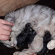 Rubis a rejoint le concours — aidez-le/la à gagner de superbes lots ! cat, kitten, newborn, animal, mother_cat, nursing, hand, petting, fur, sleeping, closeup, domestic_cat, mammal, cute, resting, indoor, care, love, family, new_life