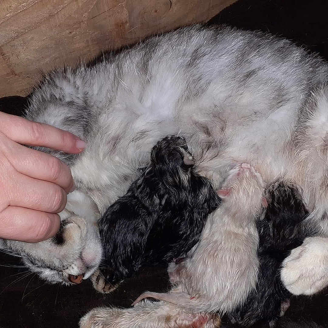 Rubis a rejoint le concours — aidez-le/la à gagner de superbes lots ! animal, care, cat, closeup, cute, domestic_cat, family, fur, hand, indoor, kitten, love, mammal, mother_cat, new_life, newborn, nursing, petting, resting, sleeping