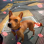 Liam is registered to the contest to win money with this photo: dog, brown_dog, small_dog, sidewalk, city, street, crosswalk, leash, collar, purple_collar, urban, daytime, concrete, traffic, vehicle, glowing_effects, neon_lips, sparkles, outdoor, pet