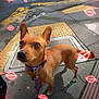 dog, brown_dog, small_dog, sidewalk, city, street, crosswalk, leash, collar, purple_collar, urban, daytime, concrete, traffic, vehicle, glowing_effects, neon_lips, sparkles, outdoor, pet