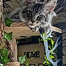 Batlo participe au concours pour gagner de l'argent avec cette photo : kitten, cat, tabby, wooden_shelf, ivy, plants, scratching_post, rope, indoor, home_decor, wallpaper, keys, key_holder, black, green, curious, pet, feline, resting, cozy