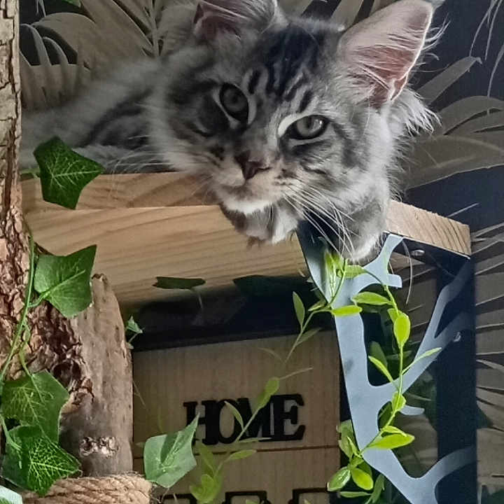Batlo
