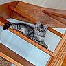 Batlo participe au concours pour gagner de l'argent avec cette photo : kitten, cat, tabby, grey, fluffy, stairs, wooden, railing, pet, indoor, curious, feline, animal, young, resting, looking_at_camera, ears, whiskers, paw, cute