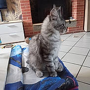 Batlo participe au concours pour gagner de l'argent avec cette photo : cat, kitten, gray_tabby, fluffy, indoor, living_room, fireplace, brick_wall, tiled_floor, fabric, folded_cloth, curious, pet, animal, feline, ears, whiskers, sitting, domestic, cozy