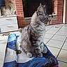 cat, kitten, gray_tabby, fluffy, indoor, living_room, fireplace, brick_wall, tiled_floor, fabric, folded_cloth, curious, pet, animal, feline, ears, whiskers, sitting, domestic, cozy