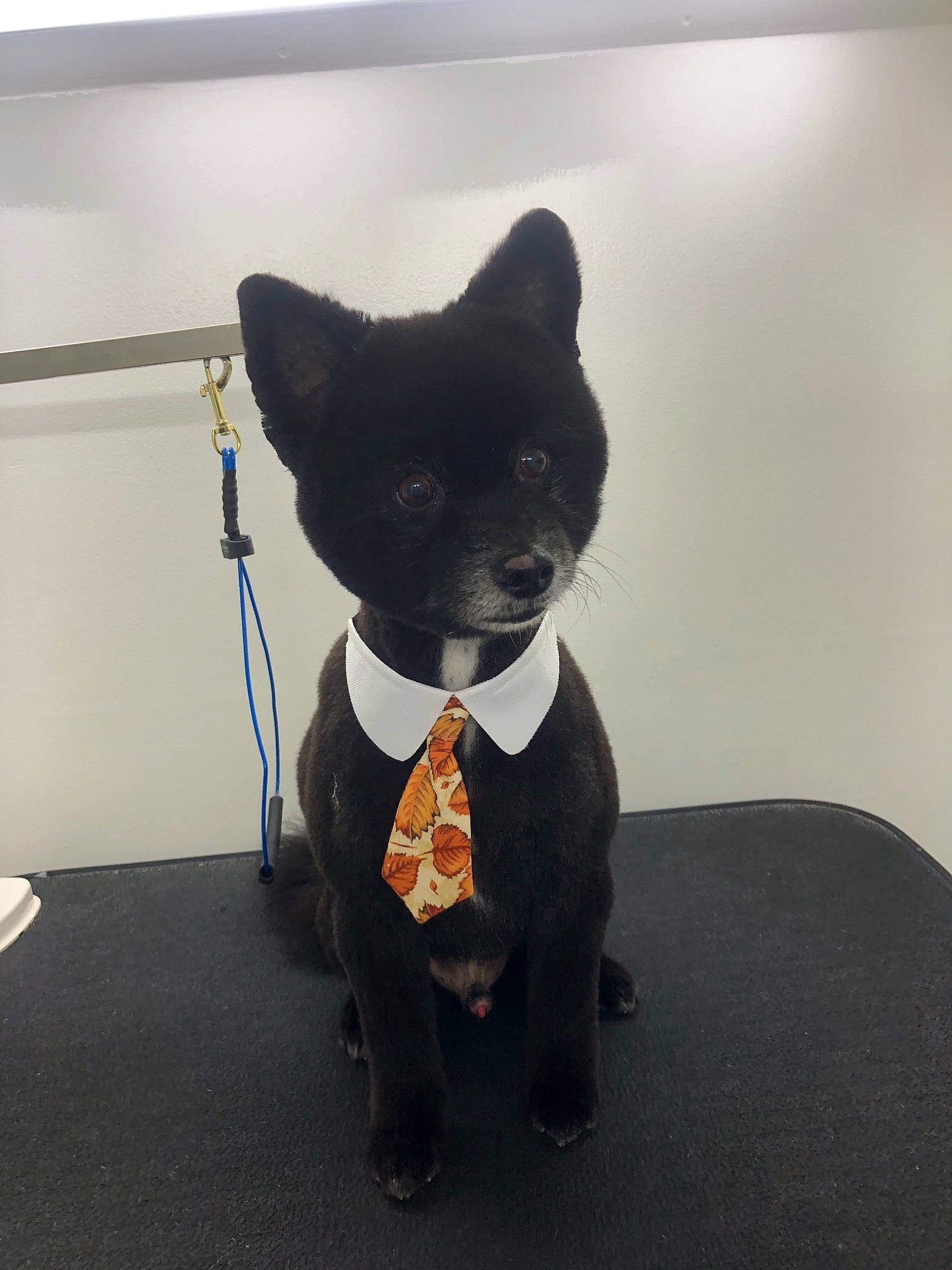 Mckenzie joined the competition — help win amazing prizes! bow_tie, canidae, carnivore, dog, dog_breed, formal_wear, mammal, non_sporting_group, schipperke, shiba_inu, snout, suit, tie, tuxedo