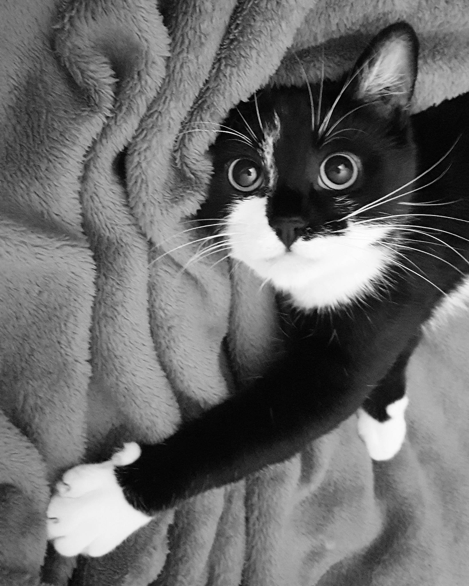 Albus a rejoint le concours — aidez-le/la à gagner de superbes lots ! black_and_white, carnivore, cat, curious, felidae, fur, monochrome, monochrome_photography, small_to_medium_sized_cats, snout, stock_photography, style, tail, terrestrial_animal, vertebrate, whiskers