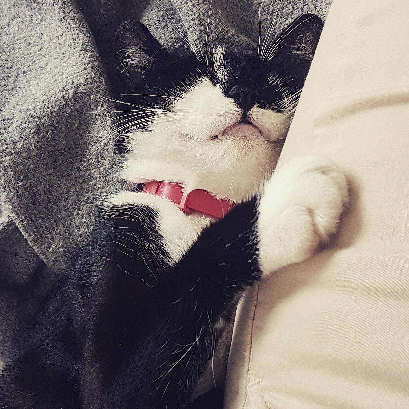 Albus participe au concours pour gagner de l'argent avec cette photo : carnivore, cat, felidae, fur, small_to_medium_sized_cats, snout, style, terrestrial_animal, tongue, vertebrate, whiskers