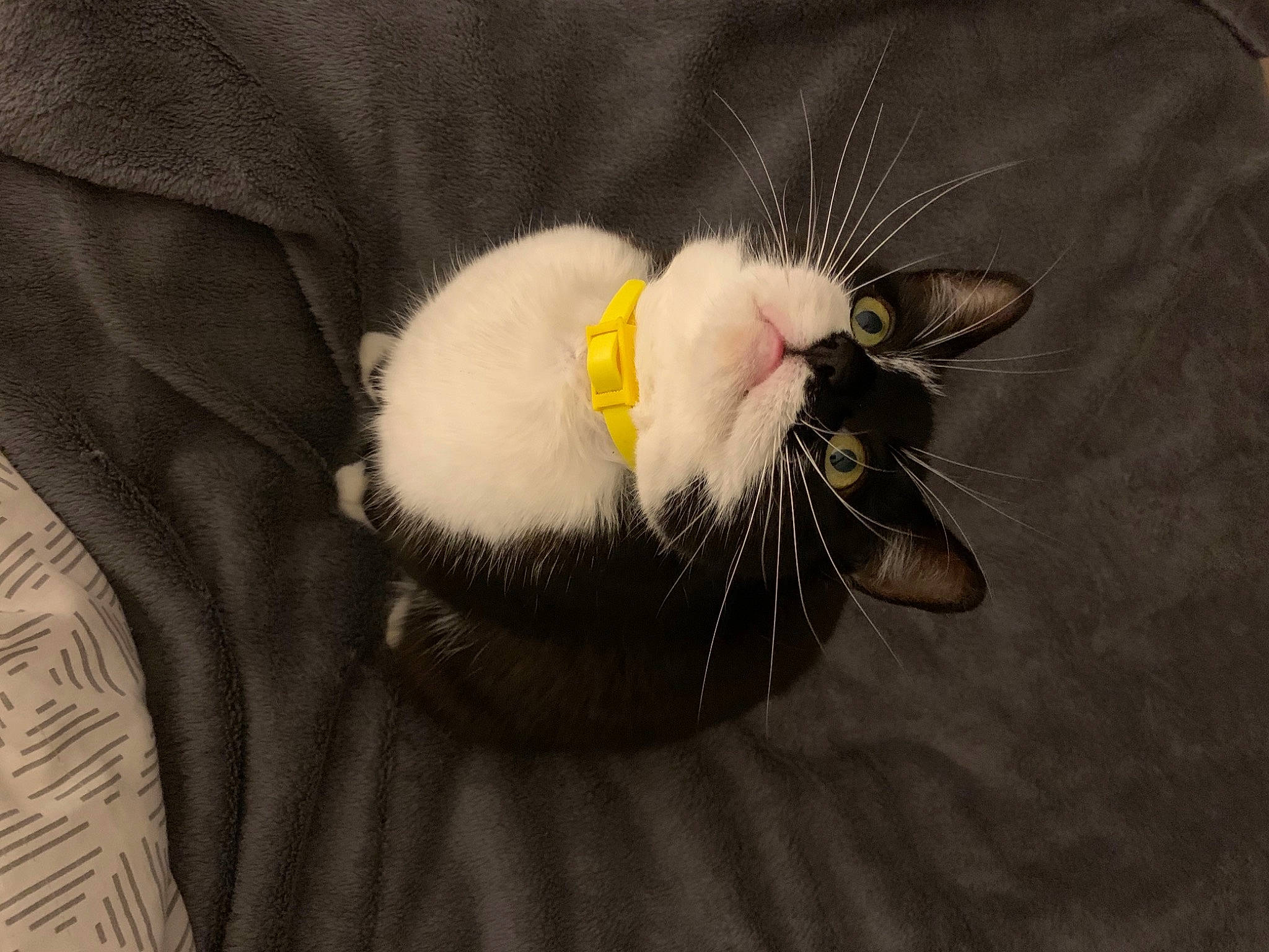 Albus a rejoint le concours — aidez-le/la à gagner de superbes lots ! carnivore, cat, felidae, fur, small_to_medium_sized_cats, snout, terrestrial_animal, vertebrate, whiskers